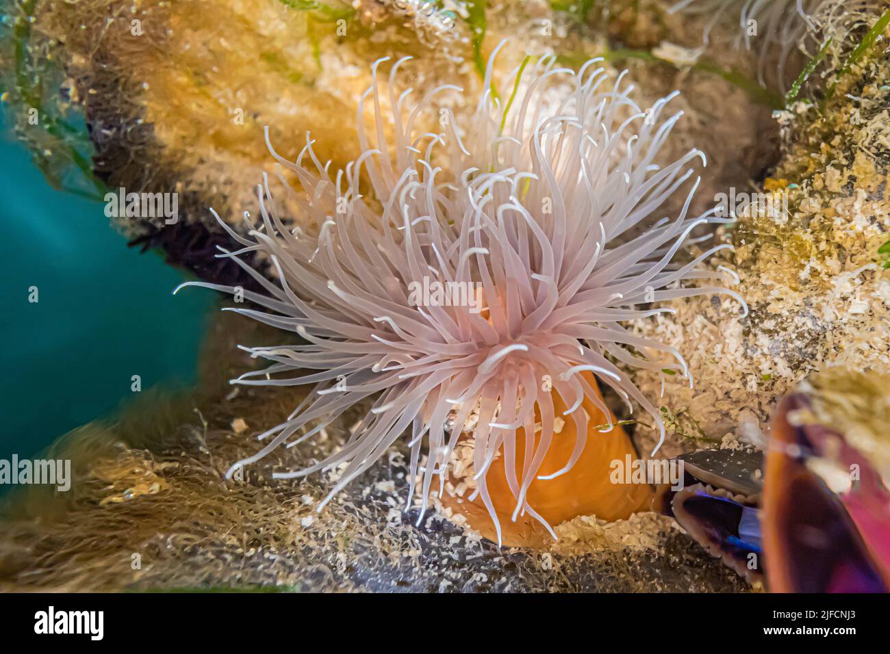 Short Plumose Anemone, Metridium senile, on dock in Jarrell Cove State Park, Washington State, USA Stock Photo