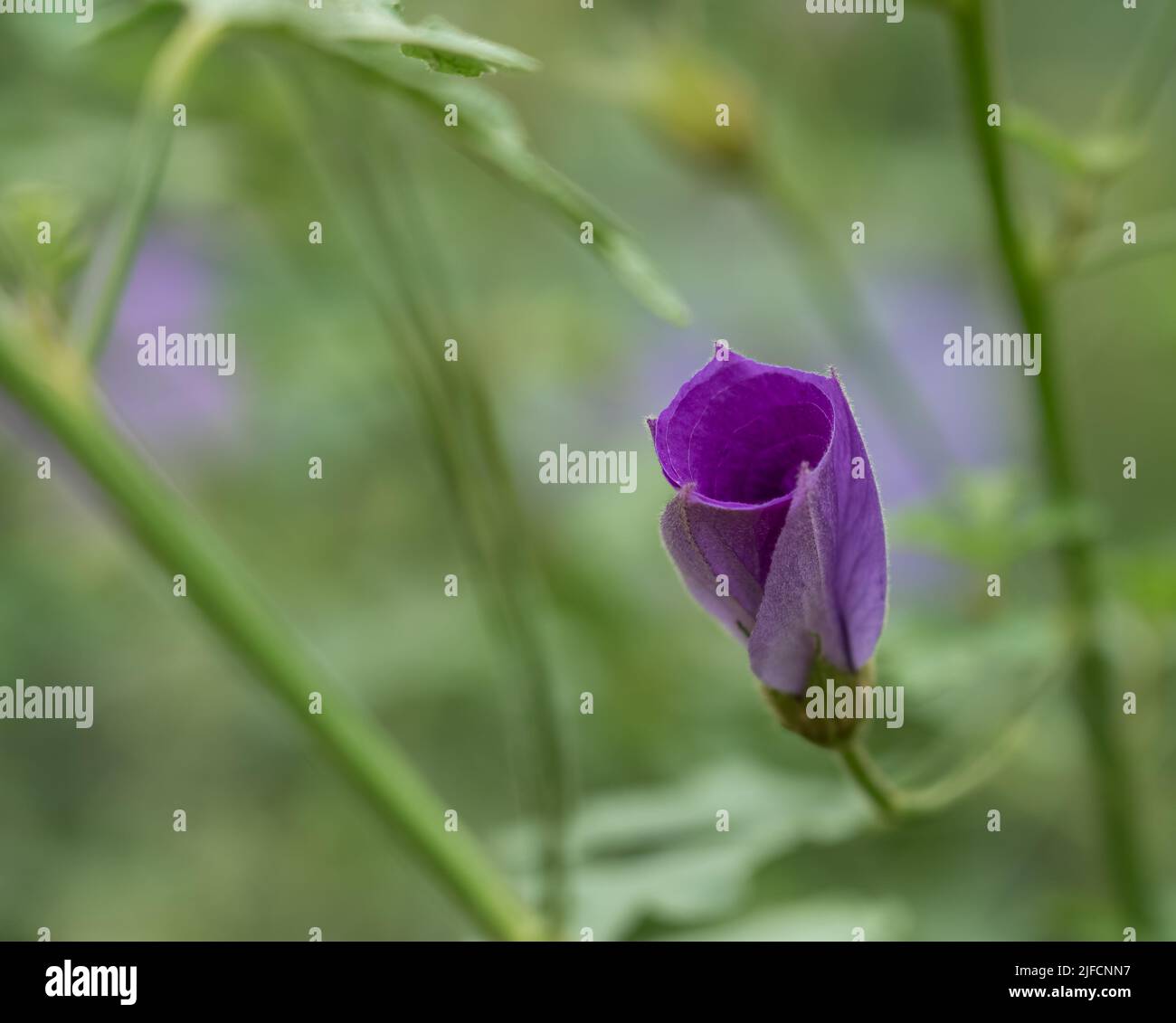 detailed close up of an Alyogyne hakeifolia 'Desert Rose' Stock Photo