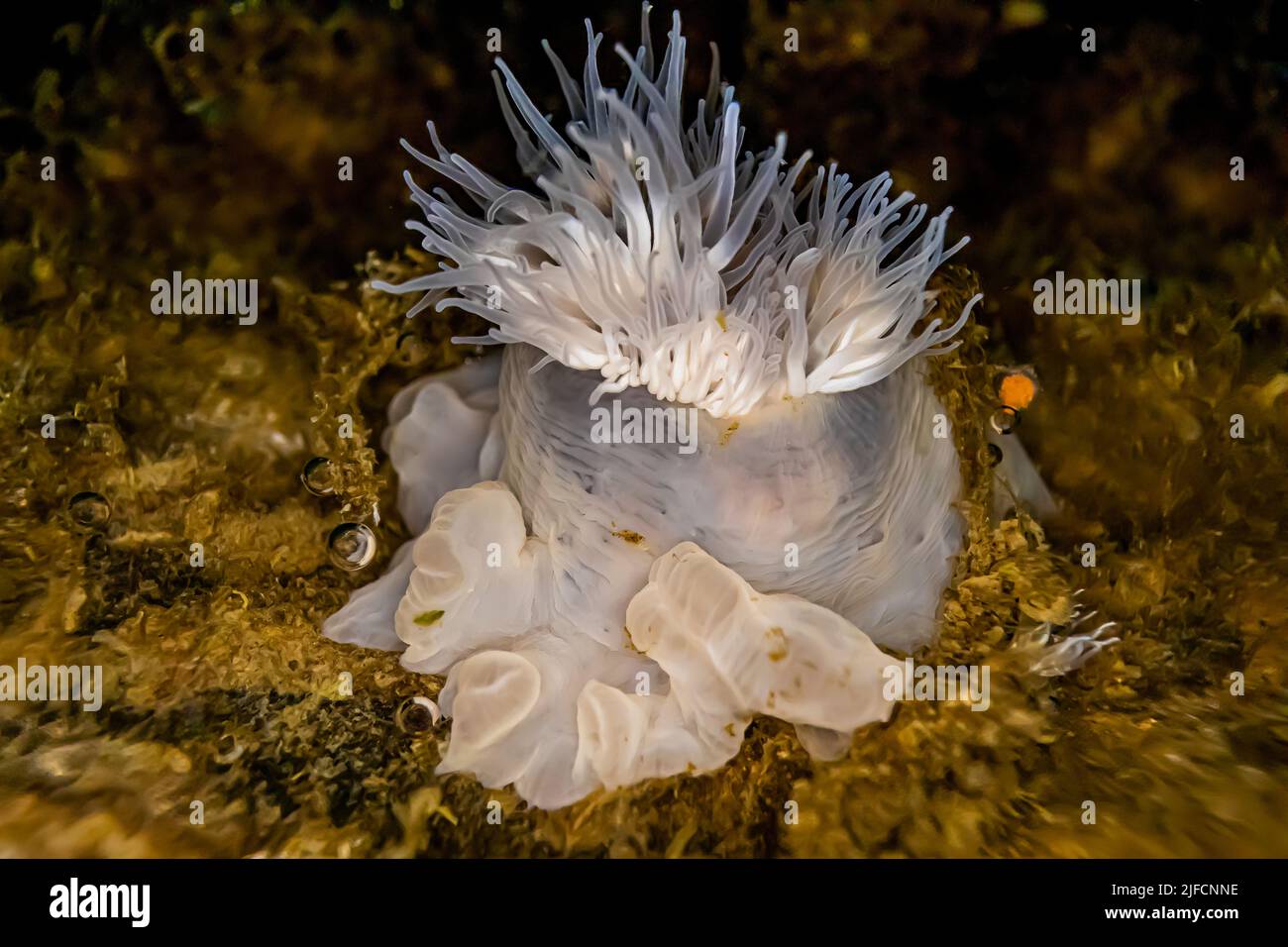 Short Plumose Anemone, Metridium senile, on dock in Jarrell Cove State Park, Washington State, USA Stock Photo