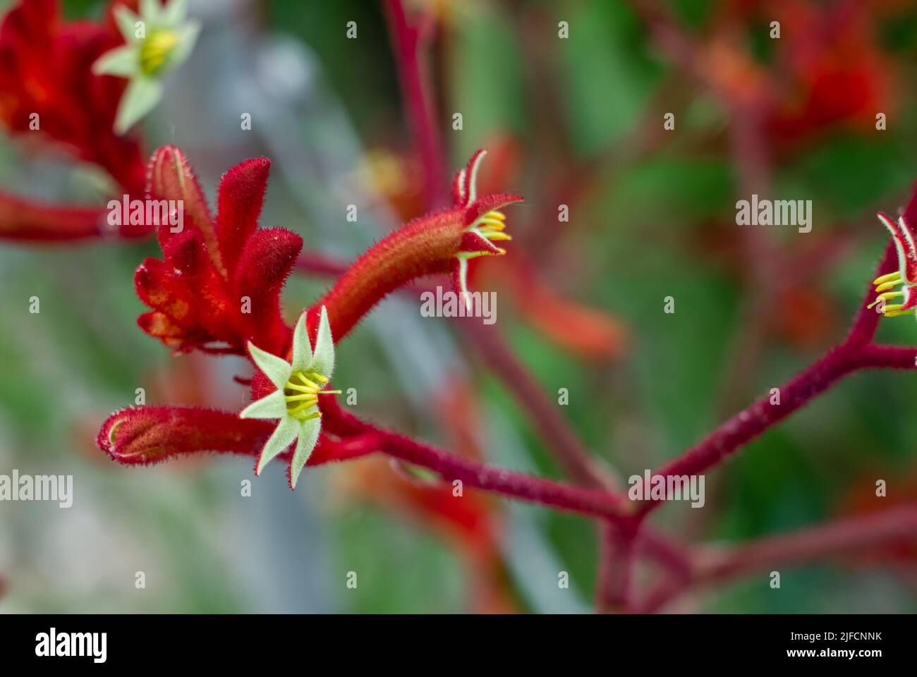 detailed close up of Anigozanthos flavidus x rufus 'Red Kangaroo Paw' Stock Photo