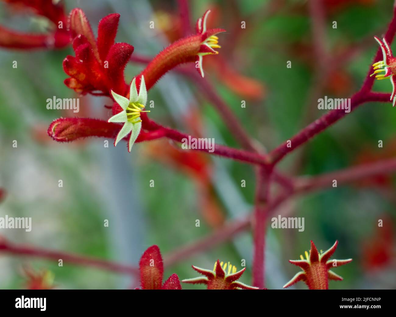detailed close up of Anigozanthos flavidus x rufus 'Red Kangaroo Paw' Stock Photo