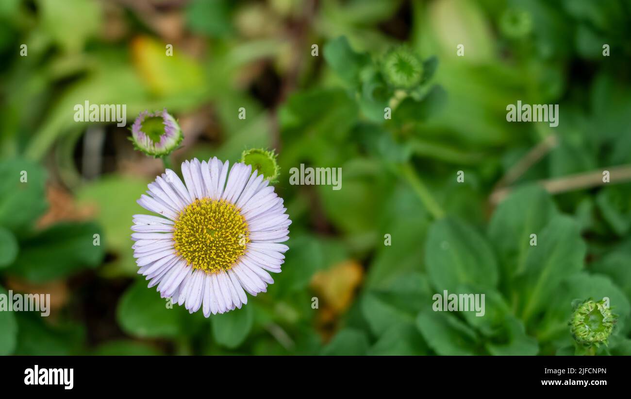 detailed close up of Erigeron glaucus 'Beach aster' Stock Photo