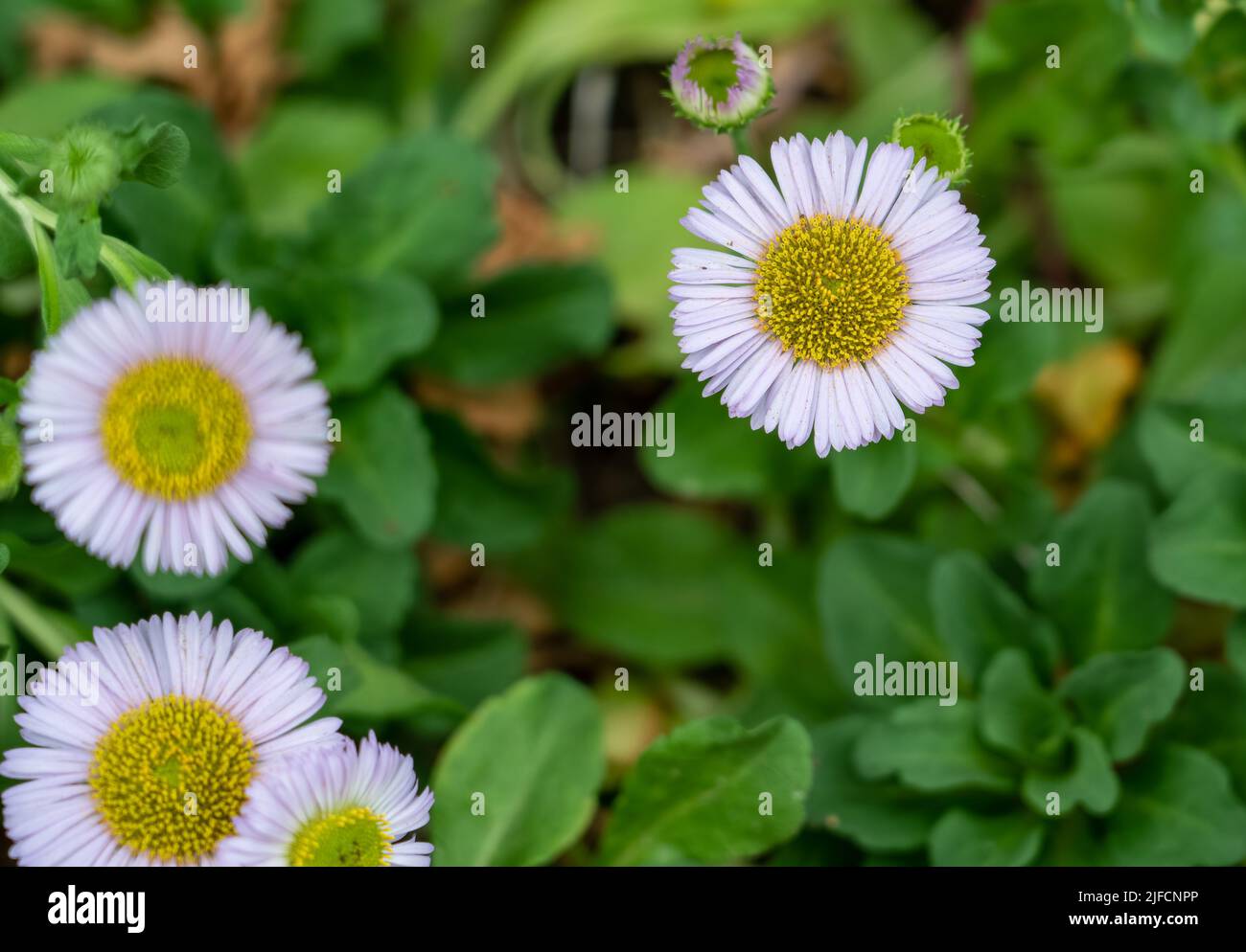 detailed close up of Erigeron glaucus 'Beach aster' Stock Photo