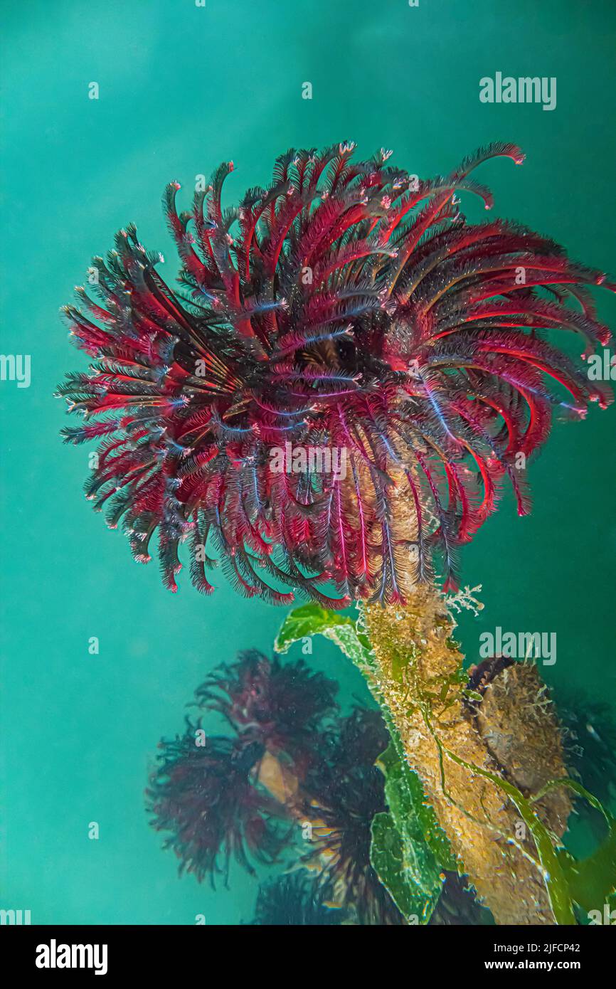 Northern Feather Duster Worm, Eudistylia vancouveri, growing on dock in Jarrell Cove State Park, Washington State, USA Stock Photo