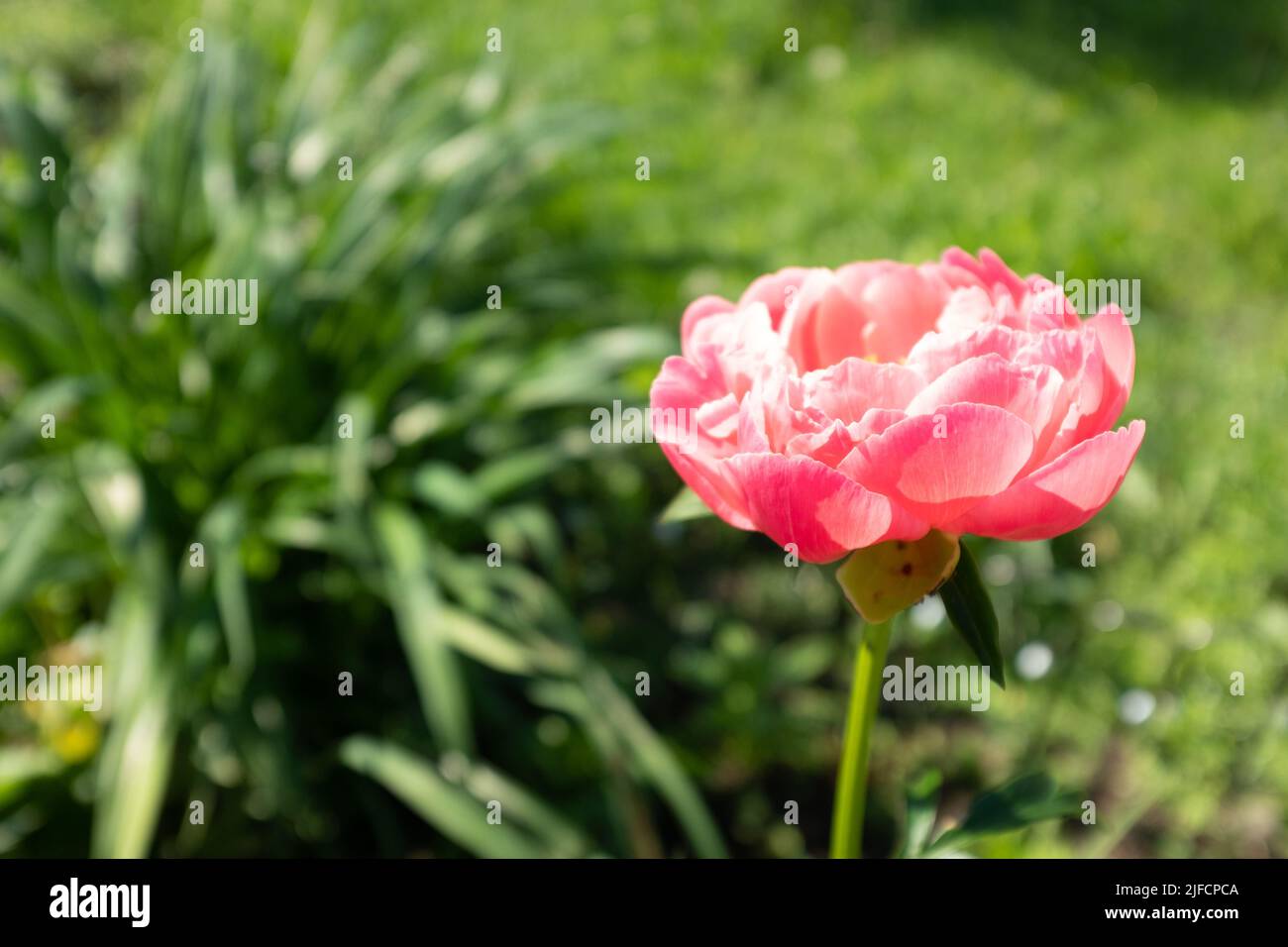 A single pink peony on blurred green leaves background at the sunny day ...