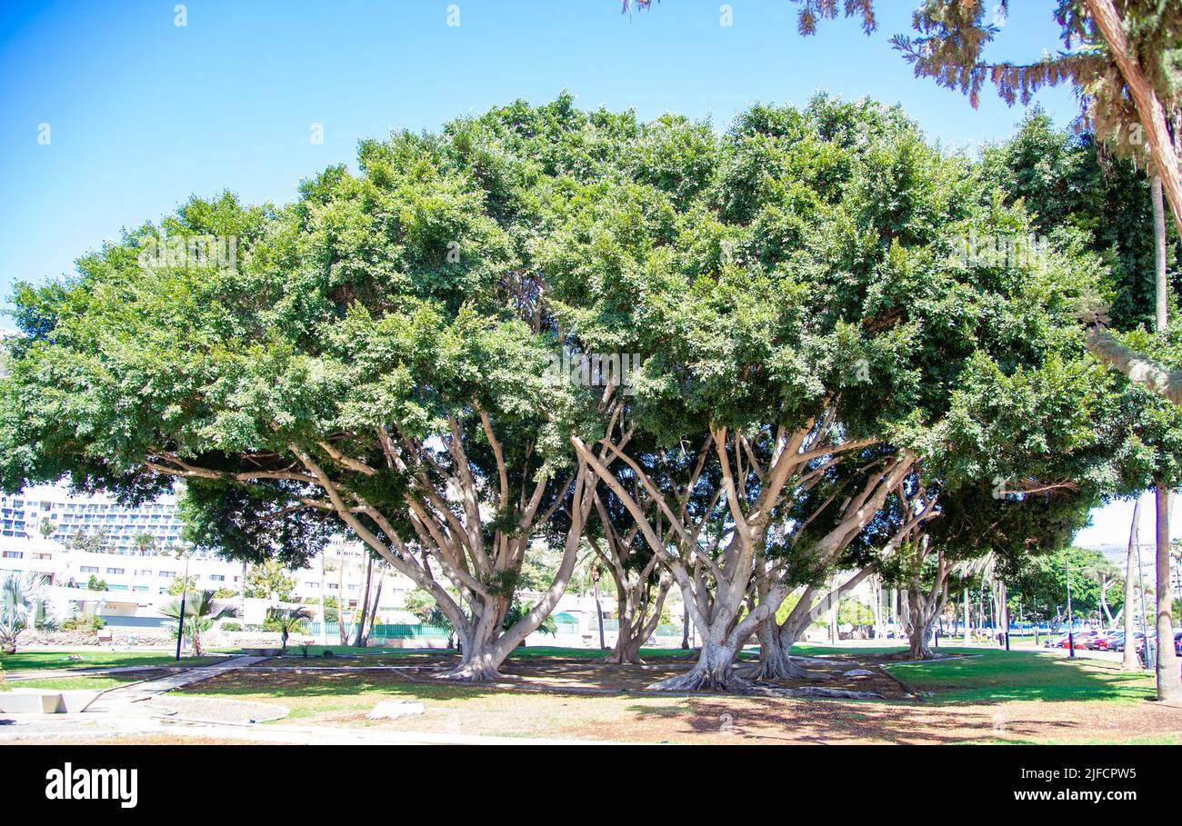 Park with trees center in Puerto Rico Canary Island Stock Photo Alamy