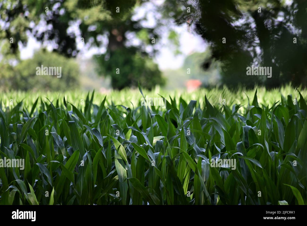 Growing cornfield hi-res stock photography and images - Alamy
