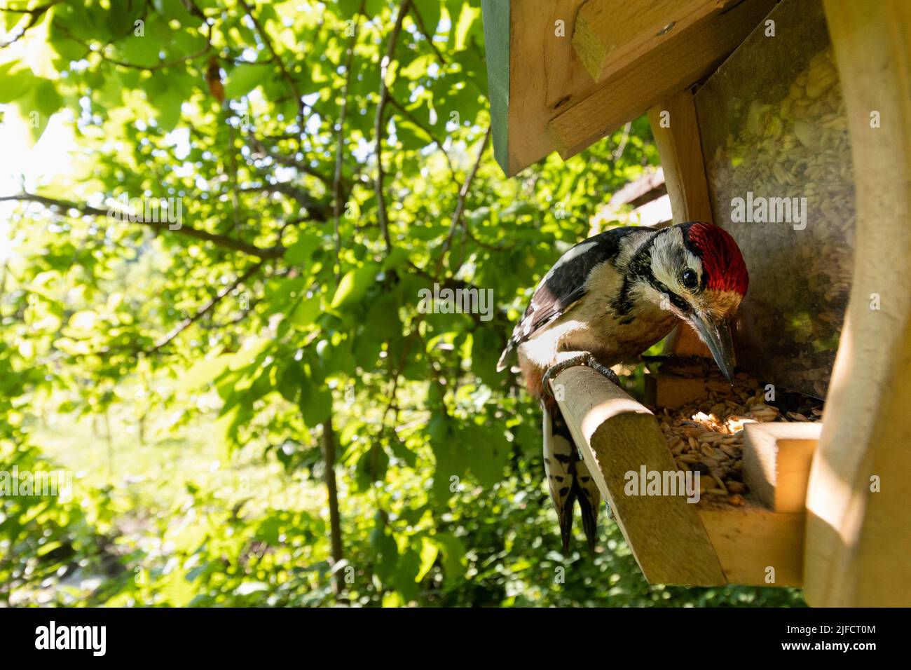 close-up of great spotted woodpecker on bird feeder station. Blurred natural background Stock Photo
