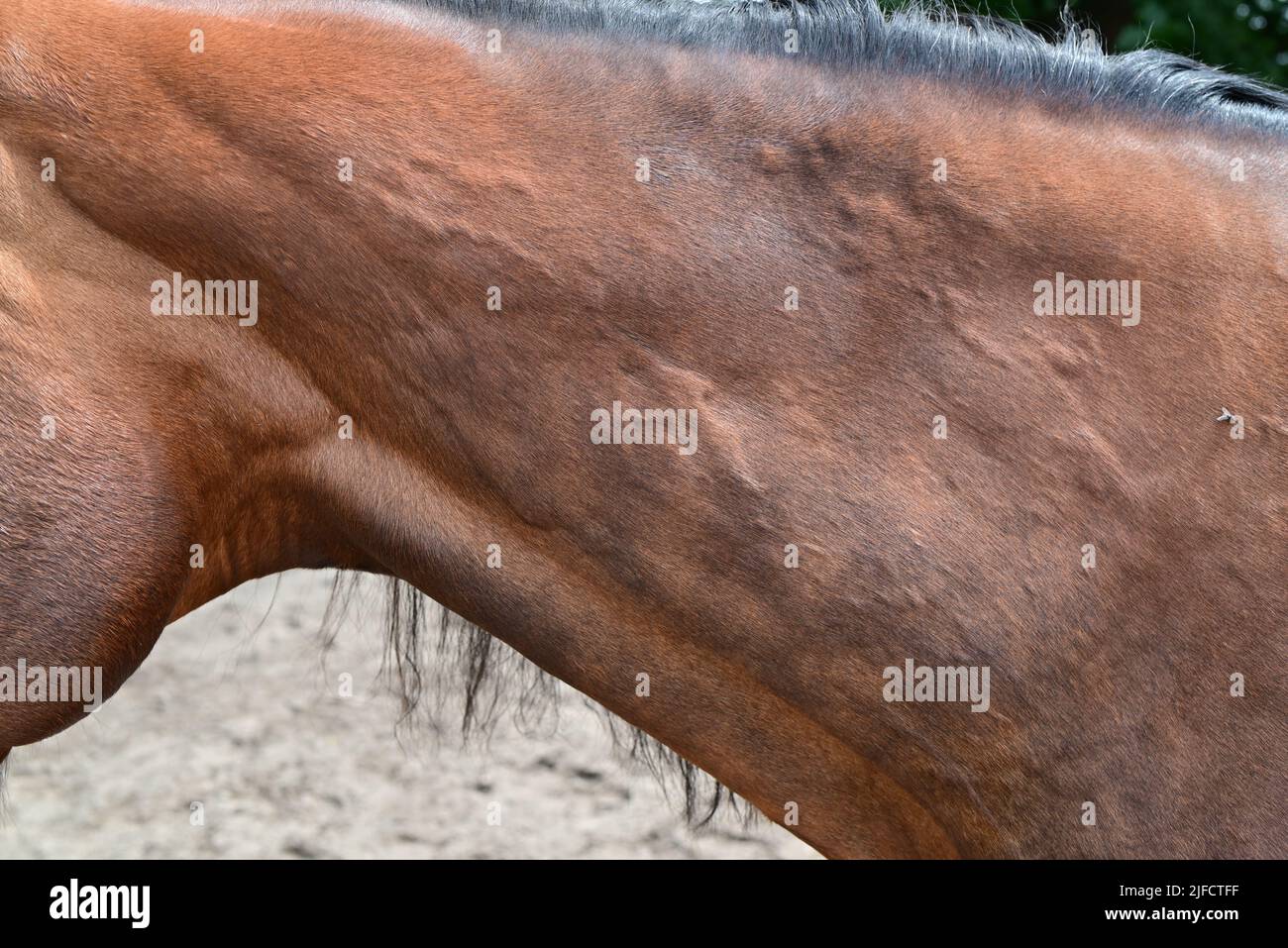 Hives or allergic wheels on a horses neck Stock Photo