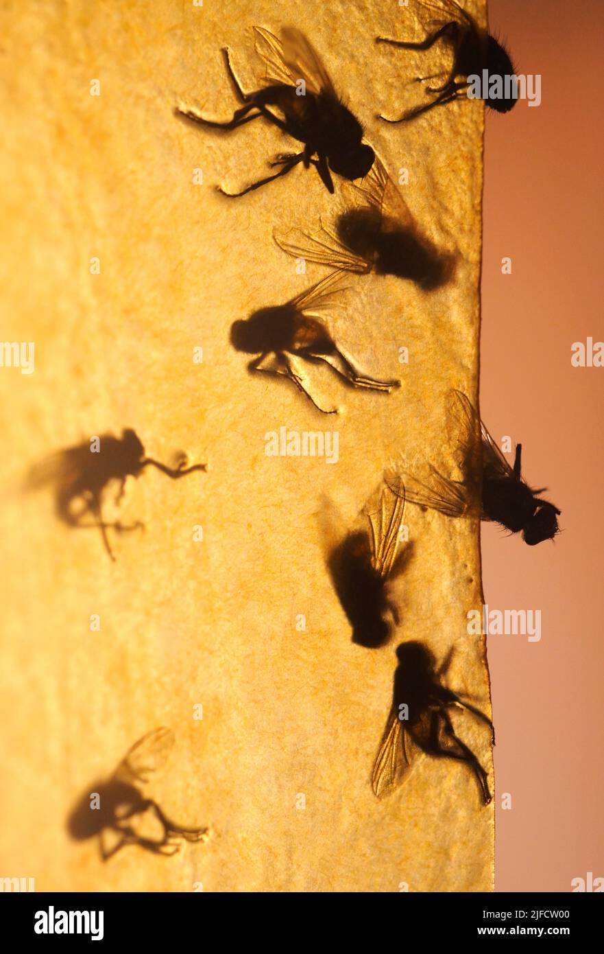 Dead flies stuck on flypaper Stock Photo