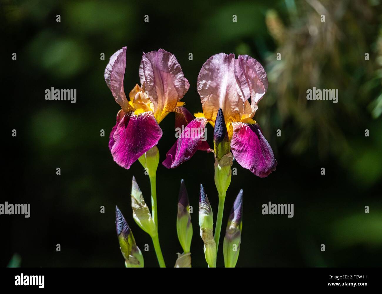 Two colorful Bearded Iris blooms (Burgundy Party) against a dark background in bright sunlight. Stock Photo