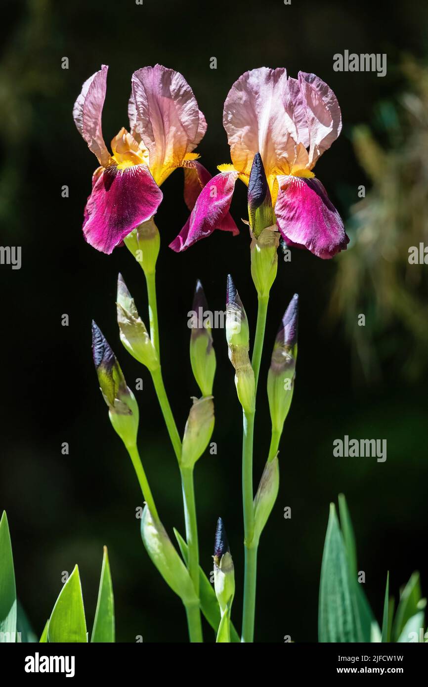 A pair of tall Bearded Irises offset beautifully by a dark shady background. Stock Photo