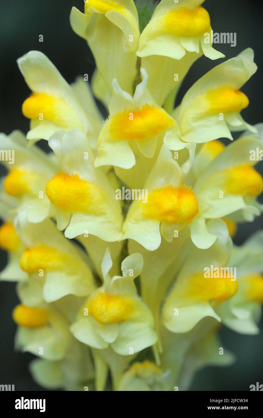 Butter and eggs wildflowers hires stock photography and images Alamy