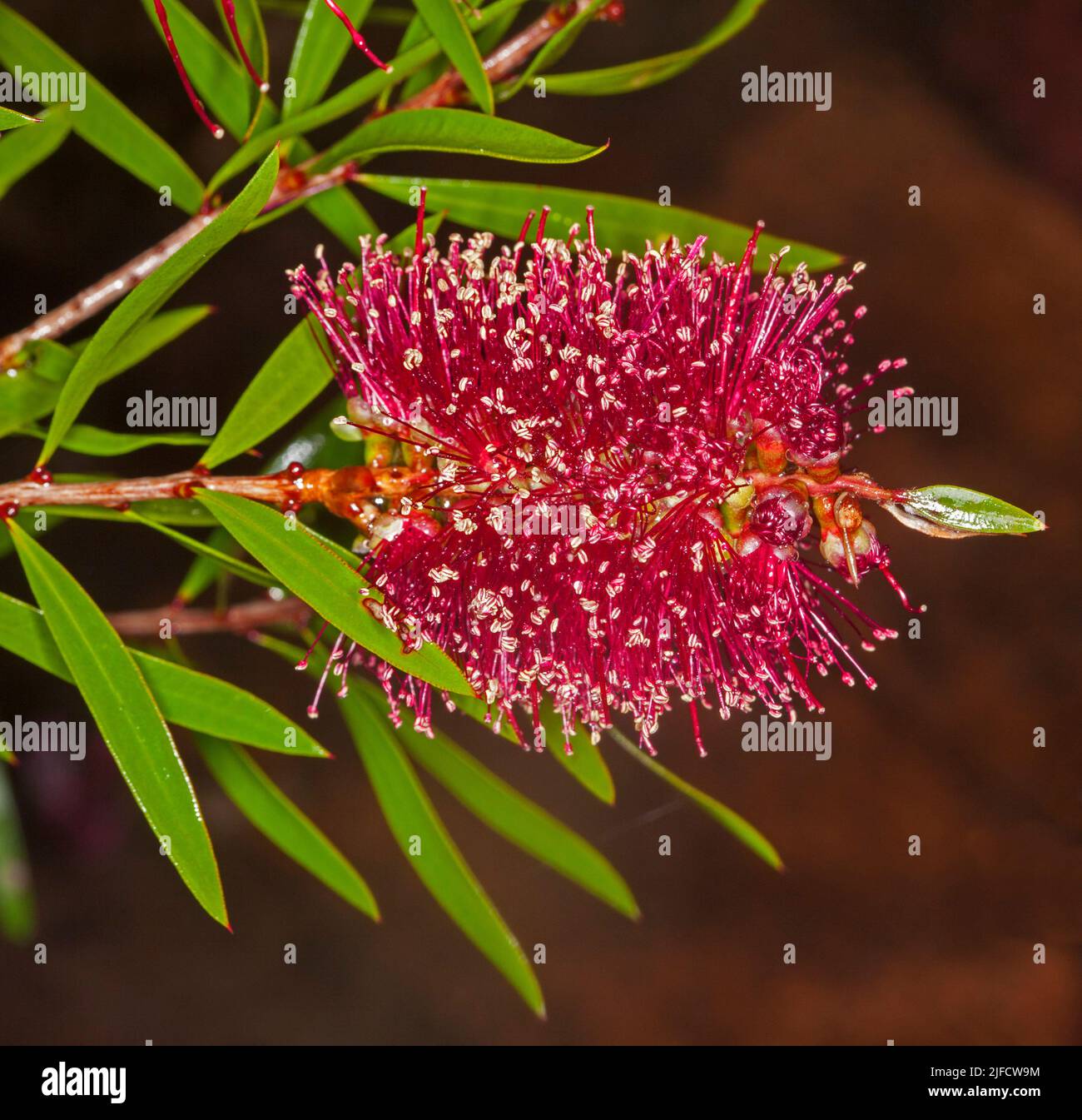 Dark red flower and green foliage of Callistemon 'Great Lakes', a bottlebrush, Australian native plant, on brown background Stock Photo