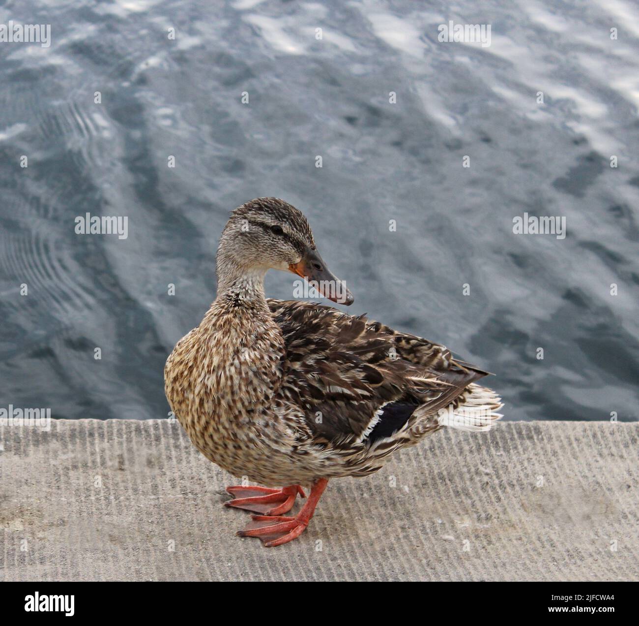 Female duck on waterfront Stock Photo