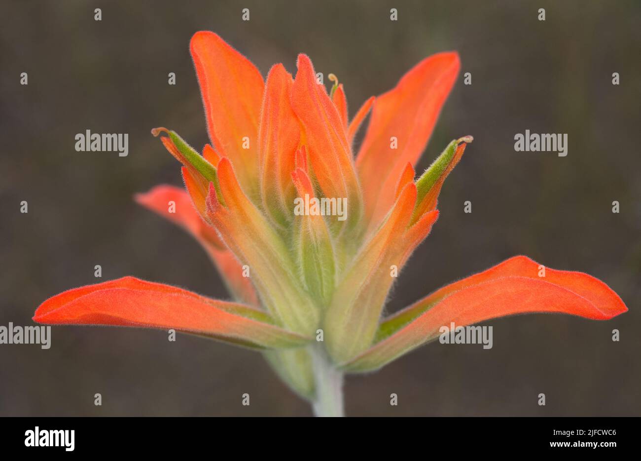 Indian Paintbrush wildflower also commonly called PrairieFire Stock
