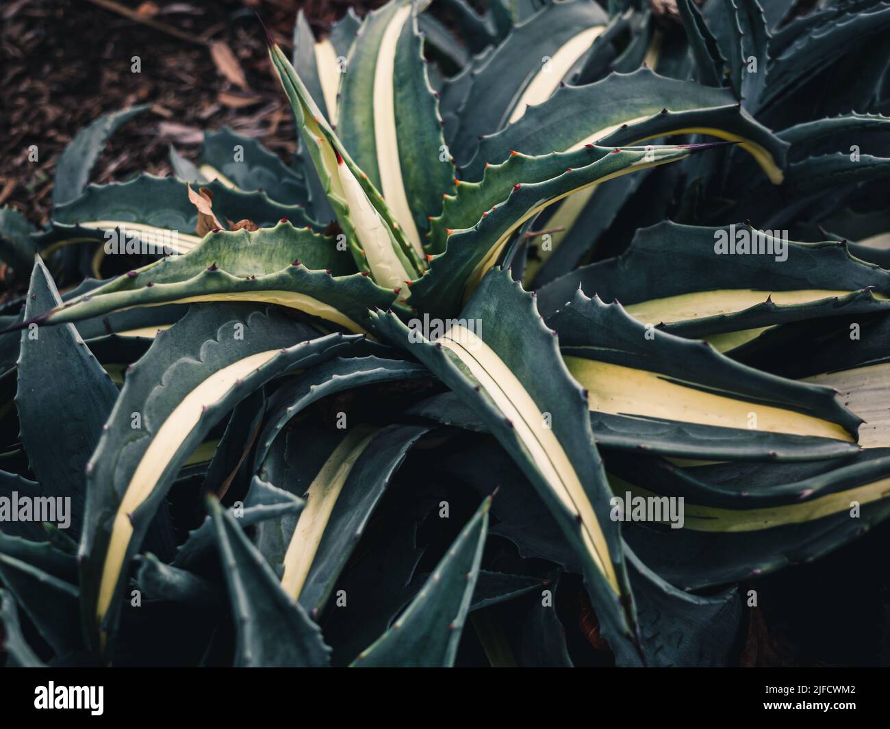 The genus Agave is primarily known for its succulent and xerophytic species that typically form large rosettes of strong, fleshy leaves Stock Photo