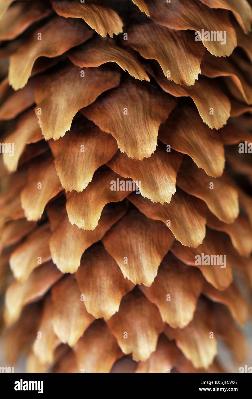 A Blue Spruce pinecone Stock Photo
