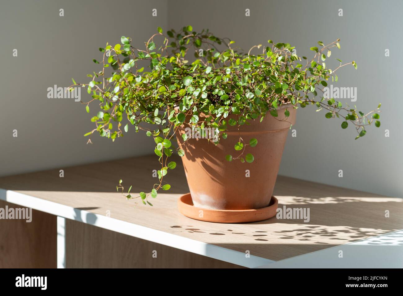 Muehlenbeckia hi-res stock photography and images - Alamy
