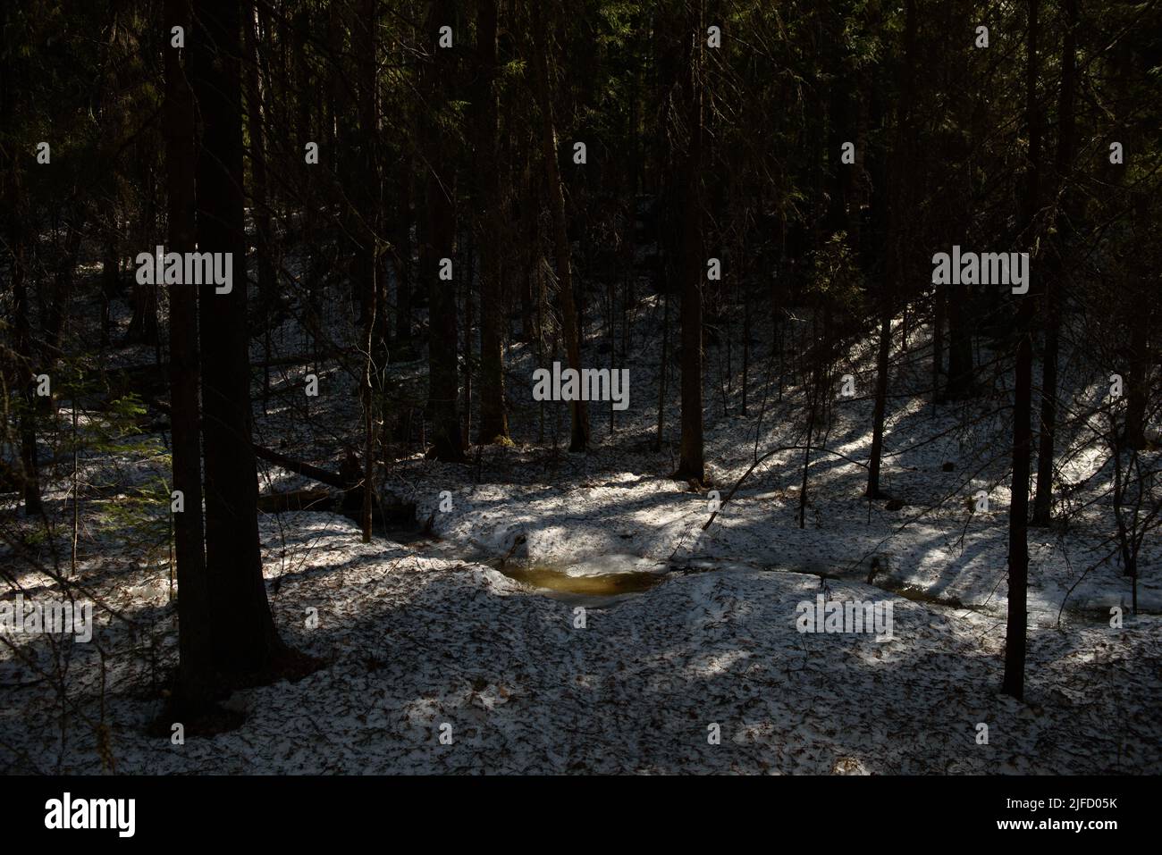 A forest stream surfaced and surrounded by a crust of ice in the forest. Stock Photo