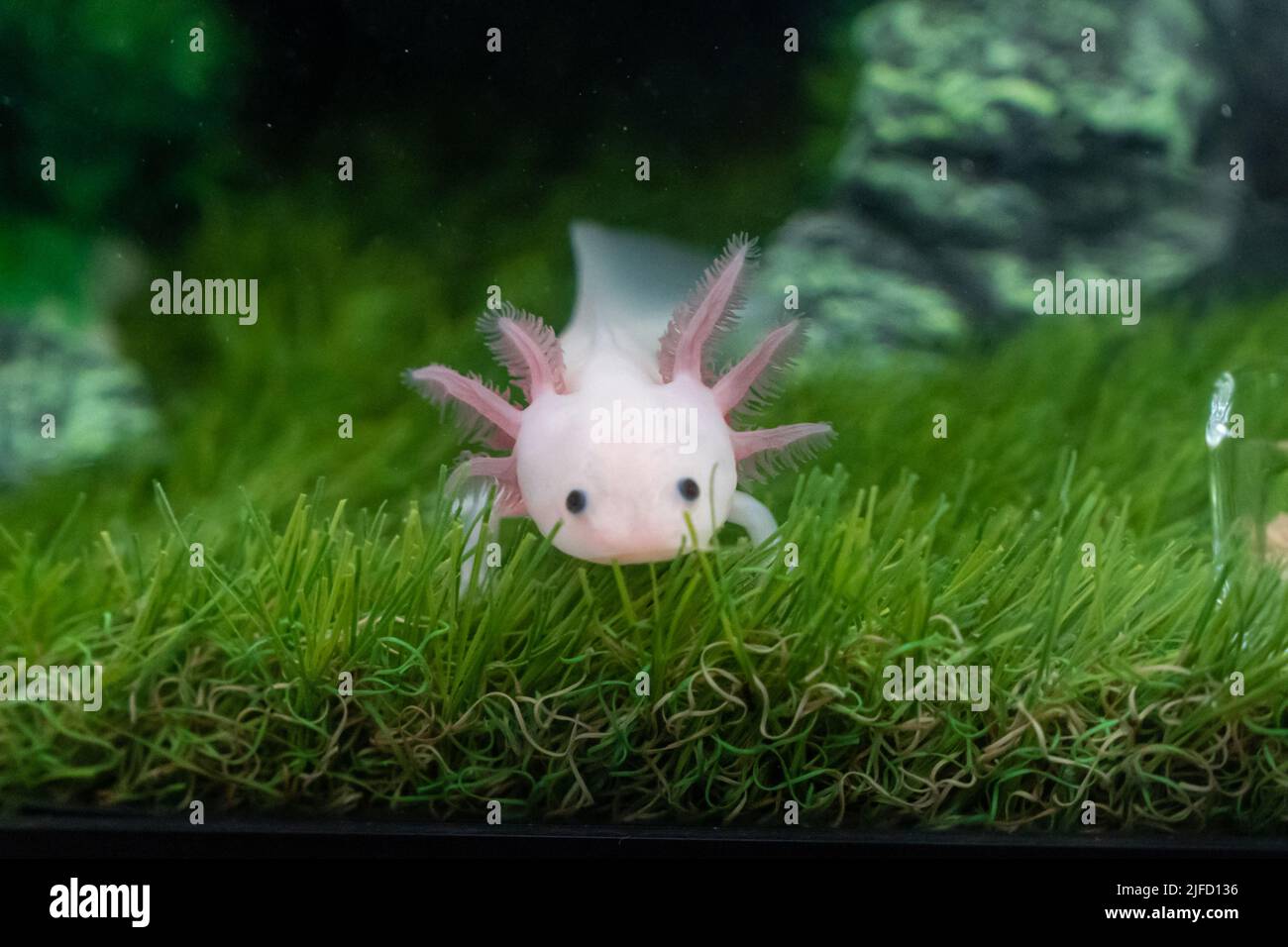 Axolotl Baby Hi Res Stock Photography And Images Alamy