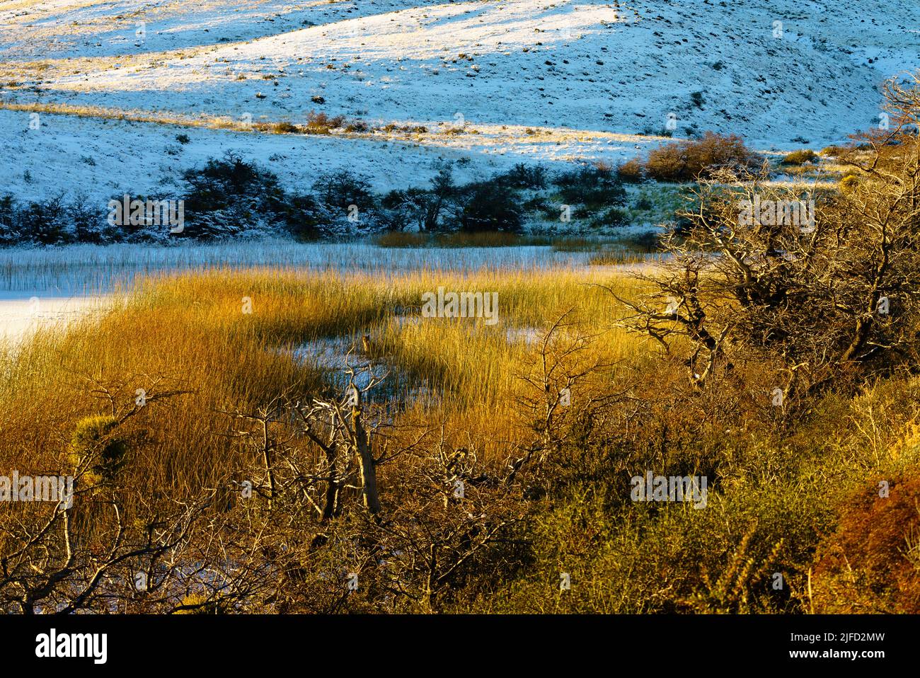 beautiful golden light on reeds in a frozen lagoon, with a puma cub lounging among them. Torres del Paine Stock Photo