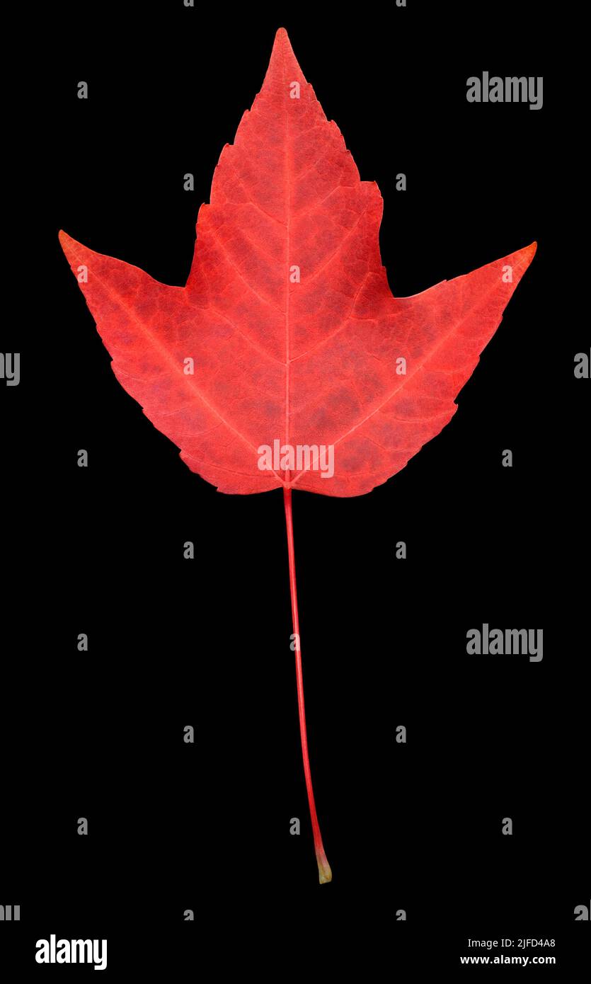 Autumn Red Maple leaf Stock Photo