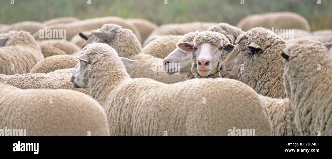 One sheep in a flock looking into the camera Stock Photo