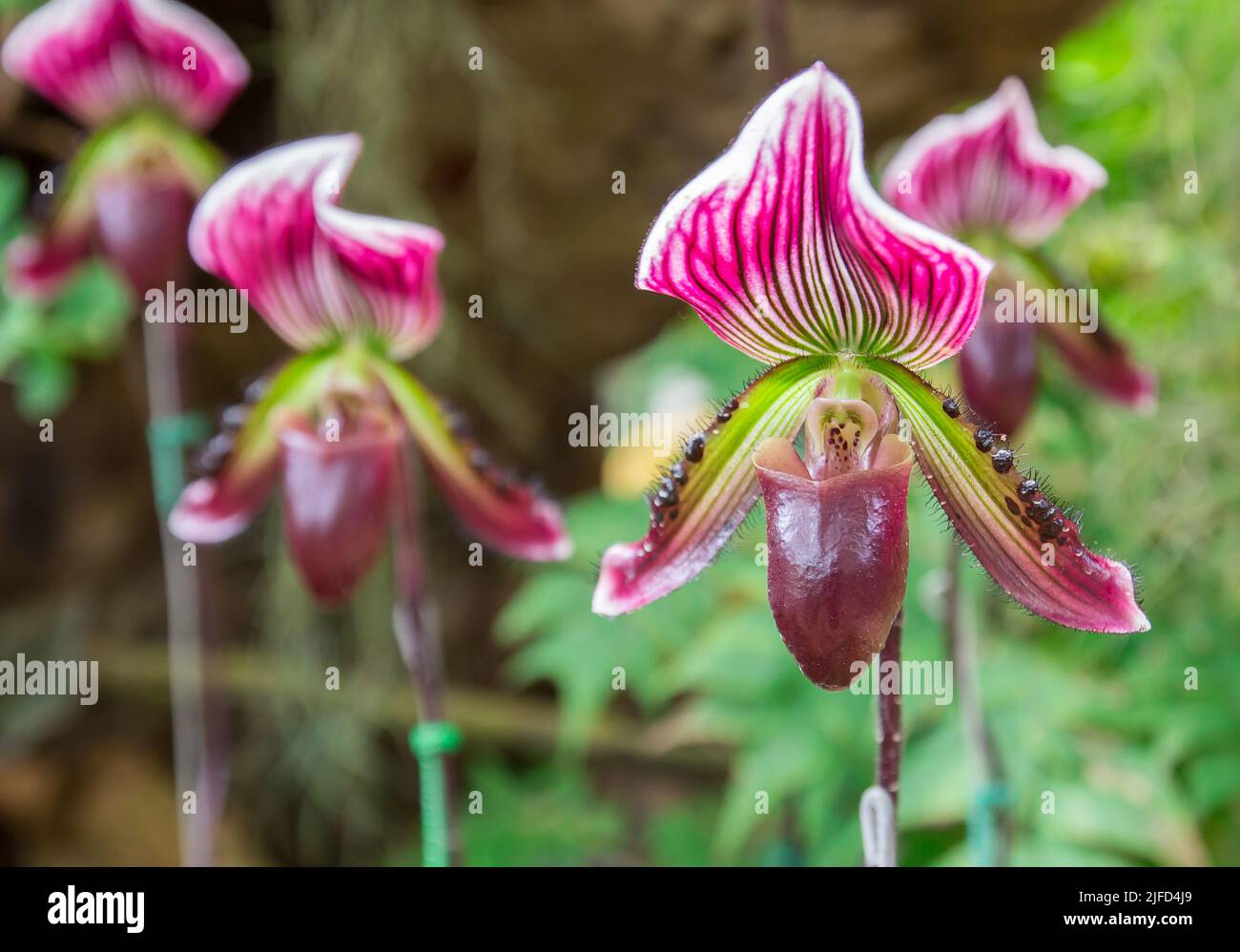 Beautiful flowers of Paphiopedilum orchid from Doi Tung Chiang Rai Thailand Stock Photo