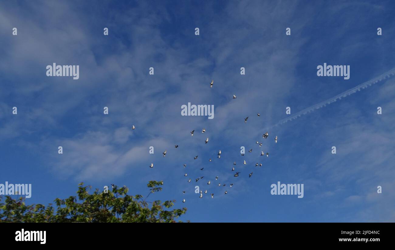 A cloudy blue sky with a flock of birds flying Stock Photo - Alamy