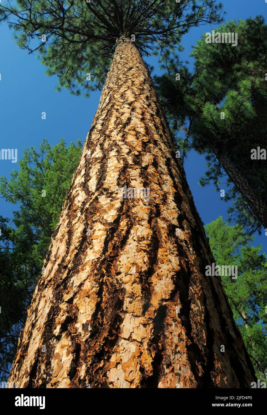 Ponderosa pine tree Stock Photo