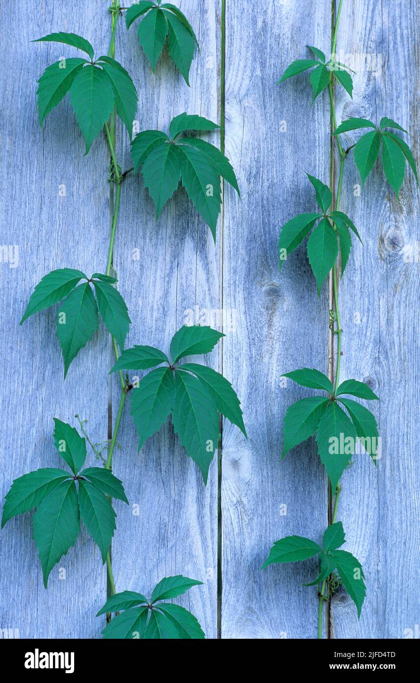 Virginia creeper growing on a wooden fence hires stock photography and