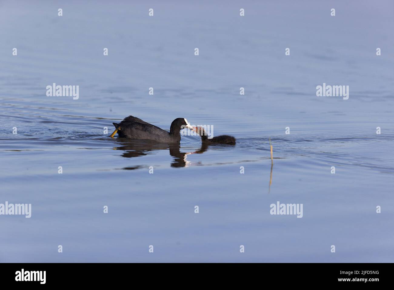 Common coot Fulica atra, adult feeding chick, RSPB Minsmere Nature Reserve, Suffolk, England, June Stock Photo