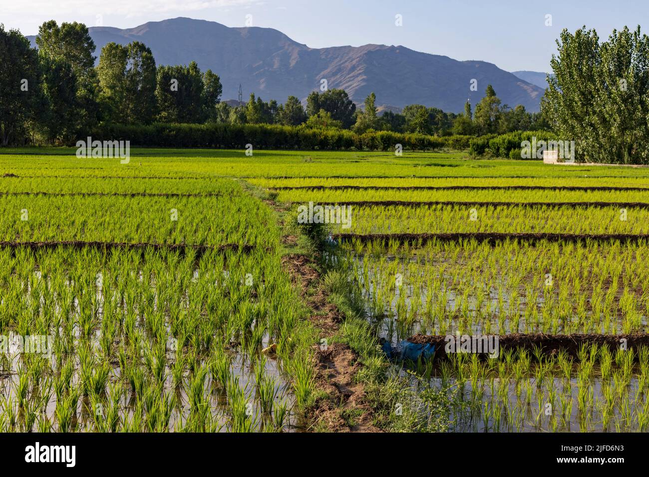 Rice are growing in the paddy field or Rice field Stock Photo