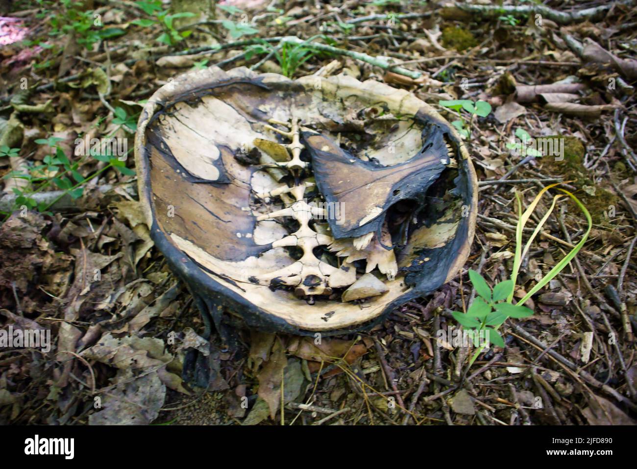 A burned upside down turtle shell in the forest Stock Photo