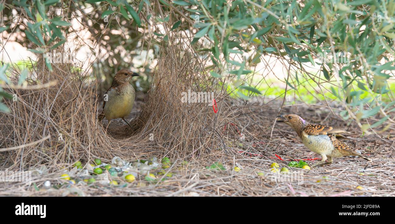 spotted bowerbird at his bower in Western Queensland, Australia. Stock Photo