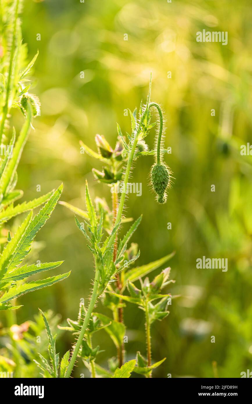 Poppy buds hi-res stock photography and images - Alamy