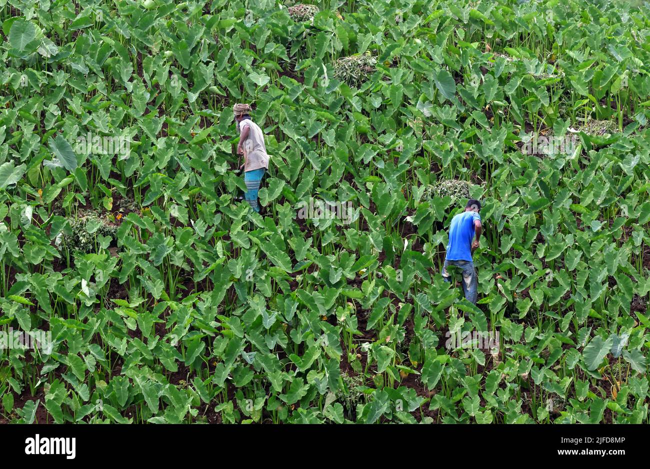 Farmers are working in the jhum Cultivation.this photo was taken from Khagrachari,Chittagong, Bangladesh. Stock Photo