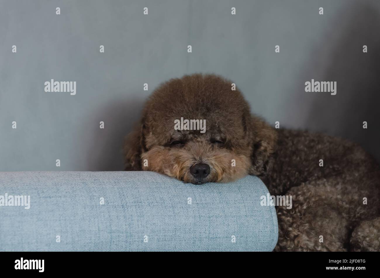 Do Dogs Like Sleeping Alone