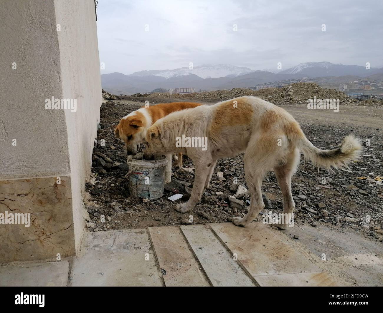 two dogs drink water from a bucket in iran Stock Photo