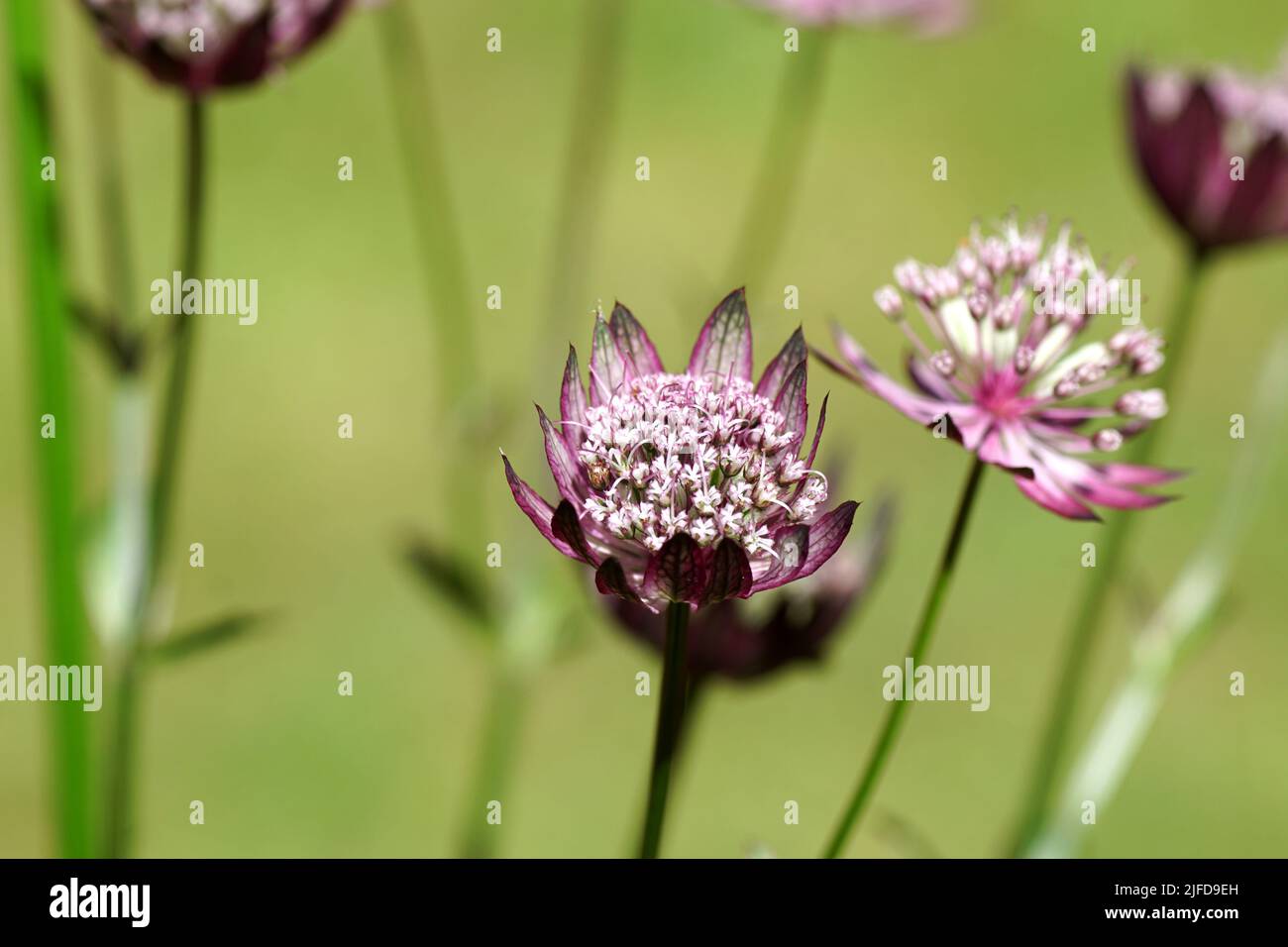 Closeup Flowers of Astrantia major 'Primadonna', the great masterwort, family Apiaceae. July, in a Dutch garden. Blurred lawn on the background. Stock Photo