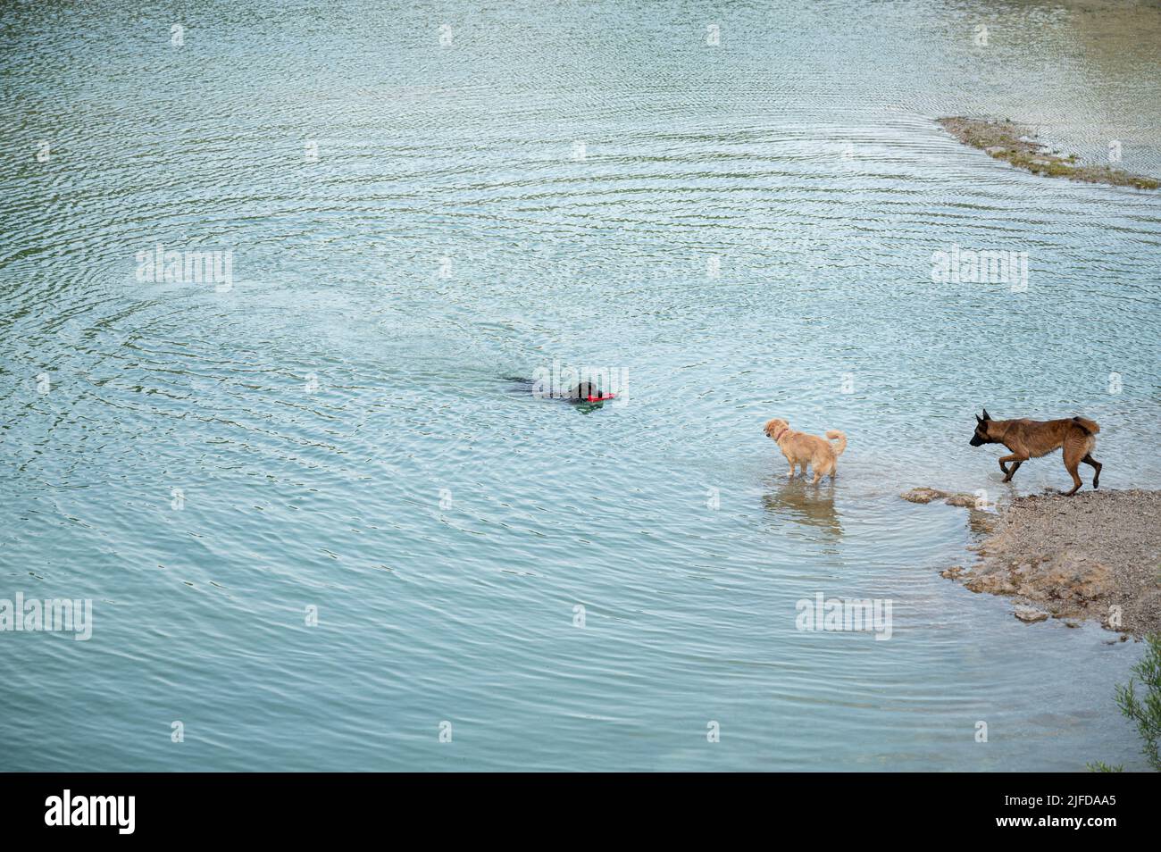 Black labrador retriever retrieving game hi-res stock photography and ...