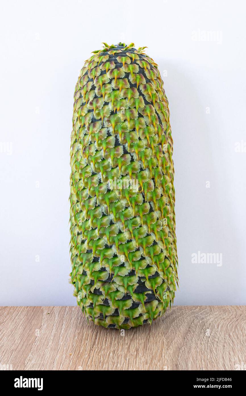Large ripening cone of Noble fir (Abies procera) Stock Photo
