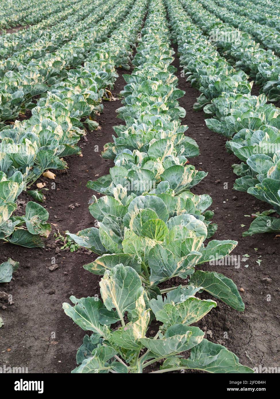Perspective of cabbage plants in rows on an agricultural field Stock