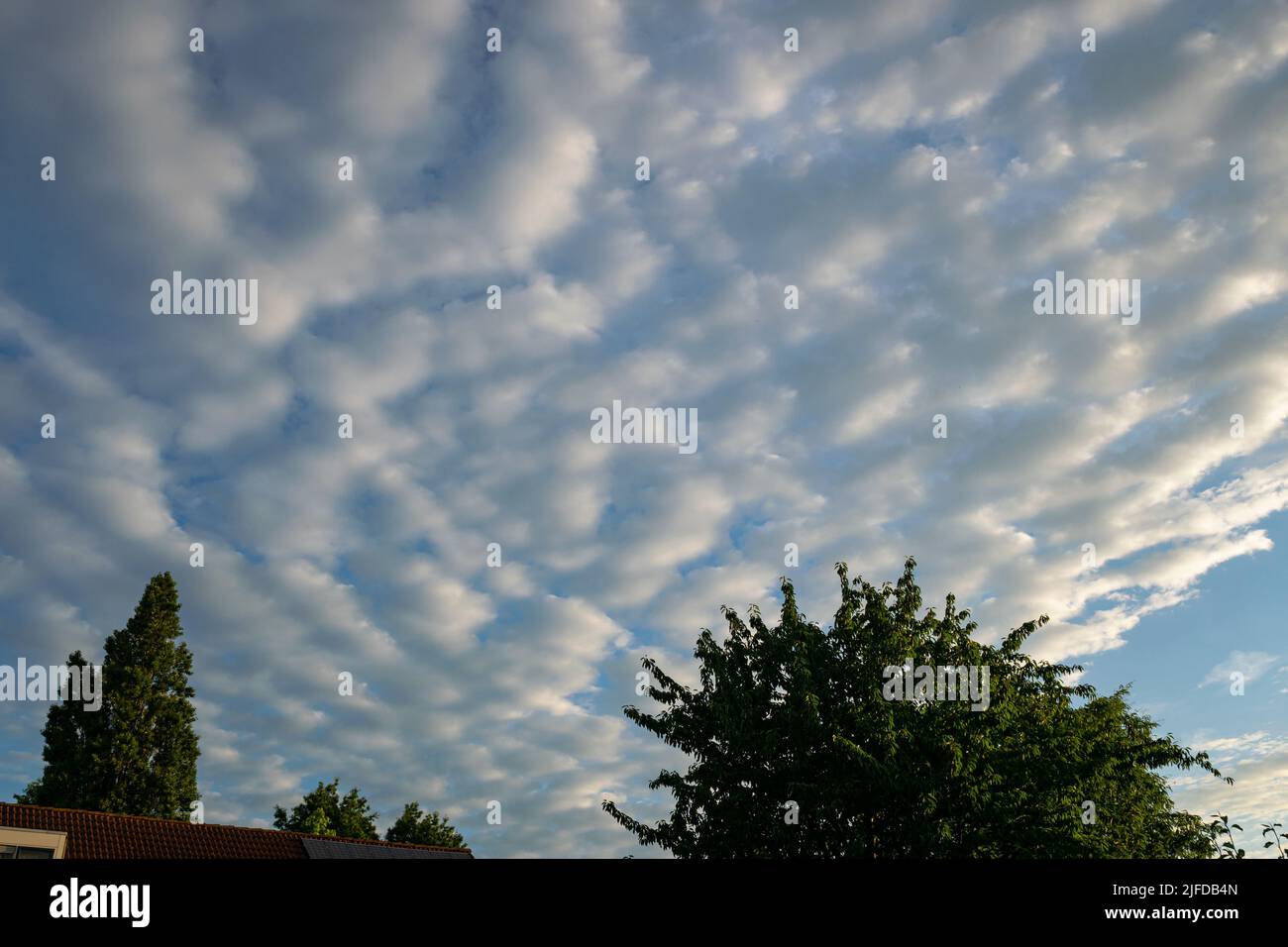 Large field of wave clouds, known as altocumulus undulatus Stock Photo
