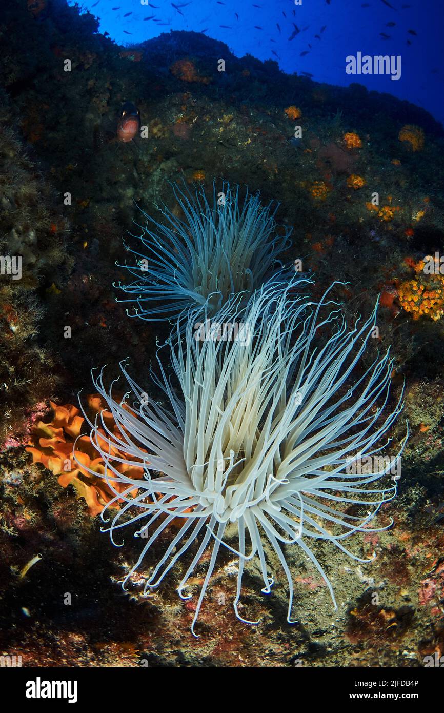 Anemone tube (Cerianthus membranaceus) in the sea bottom Stock Photo