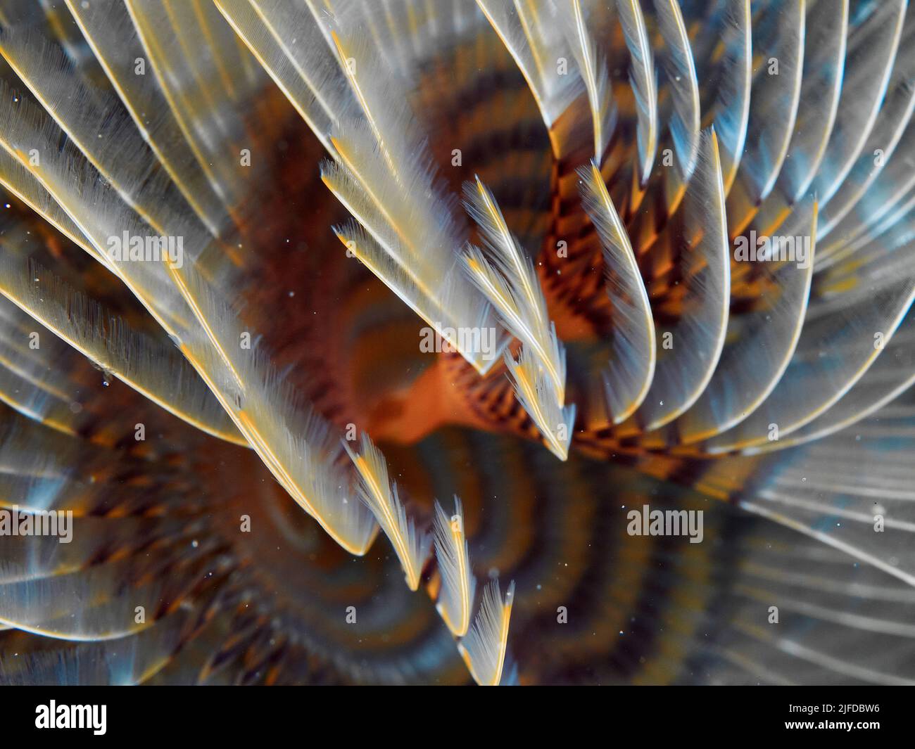 Texture of the gills of a tubeworm (Sabella spallanzani). Underwater picture of a live animal. Stock Photo