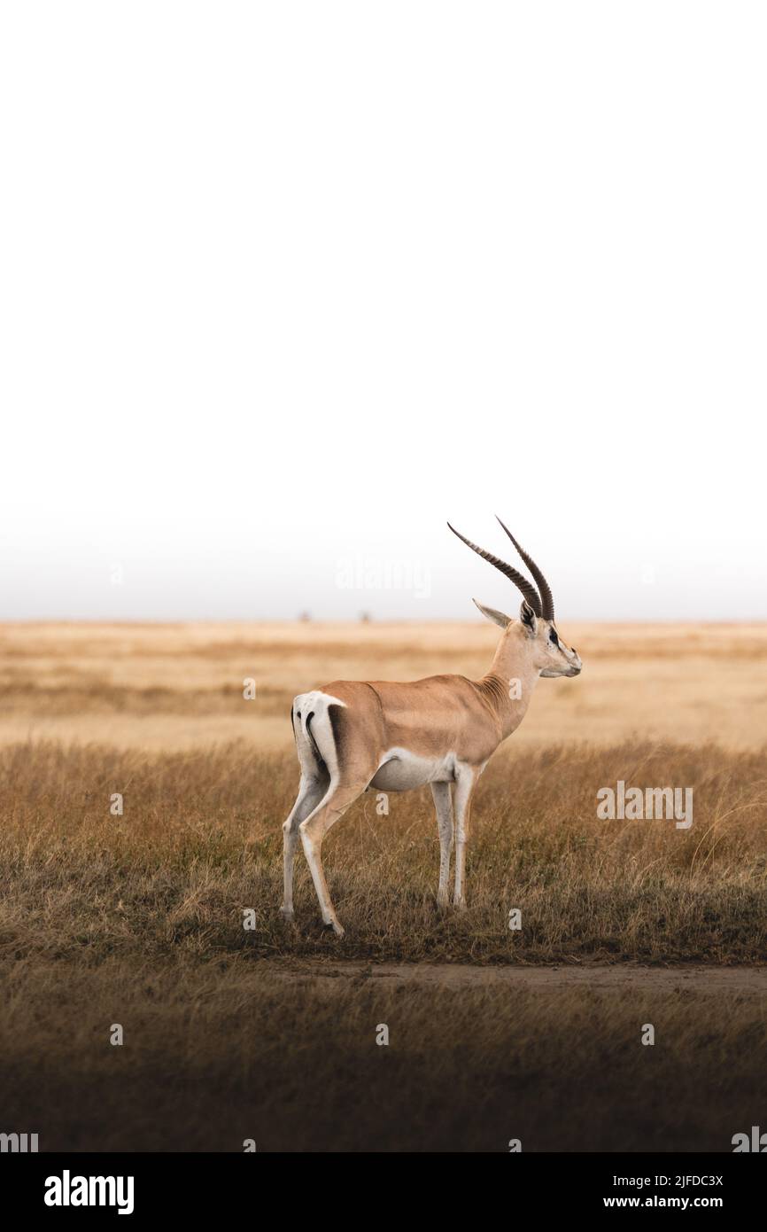 Gazelle horns hi-res stock photography and images - Alamy