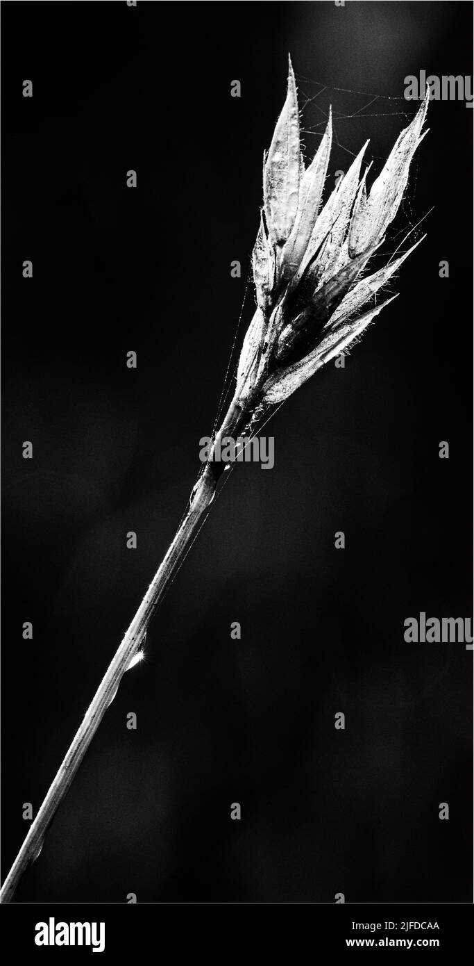 A vertical closeup of white Danthonia plant on black background Stock Photo