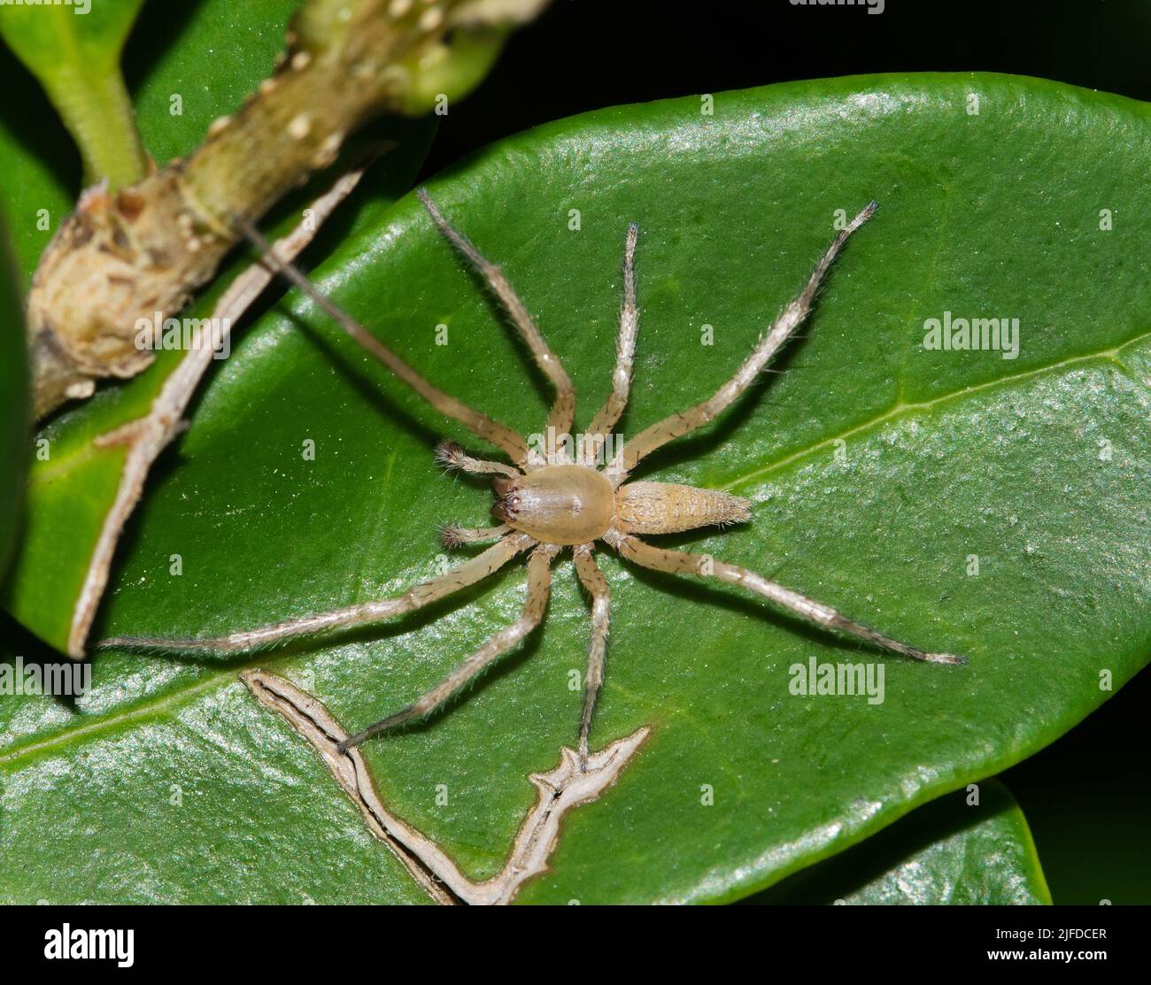 Ghost spider (Hibana) on a leaf in a garden at night in Houston Texas, dorsal view. Stock Photo